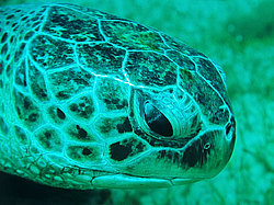 ������ �������� (Chelonia mydas) ������� ����, ������