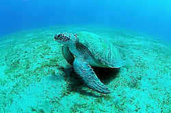 ������ �������� (Chelonia mydas) ������� ����, ������