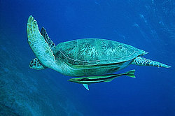 ������ �������� (Chelonia mydas) ������� ����, ������