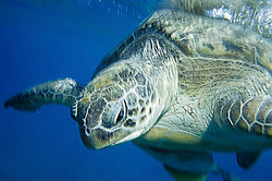 ������ �������� (Chelonia mydas) ������� ����, ������