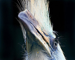 �������� ��������