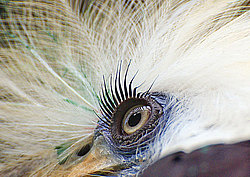 �������� ��������