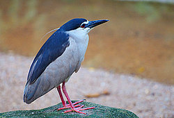 �������� ��������