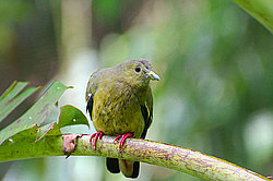 �������� ��������