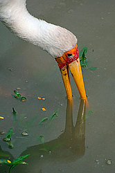 �������� ��������