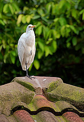 �������� ��������