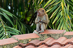 �������� �����, ������������� �����, ������ �������, Macaca fascicularis (��������)