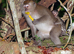 �������� �����, ������������� �����, ������ �������, Macaca fascicularis (��������)