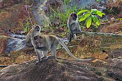 �������� �����, ������������� �����, ������ �������, Macaca fascicularis (��������)
