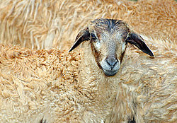 �������� �������� (������ ������)