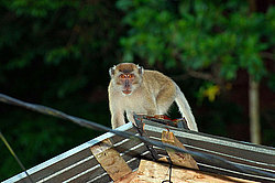 �������� �����, ������������� �����, ������ �������, Macaca fascicularis (��������)
