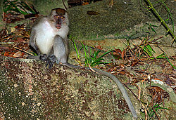 �������� �����, ������������� �����, ������ �������, Macaca fascicularis (��������)
