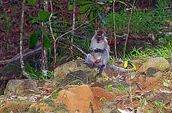 �������� �����, ������������� �����, ������ �������, Macaca fascicularis (��������)
