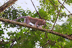 �������� �����, ������������� �����, ������ �������, Macaca fascicularis (��������)