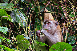 �������� �����, ������������� �����, ������ �������, Macaca fascicularis (��������)