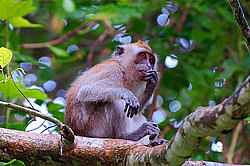 �������� �����, ������������� �����, ������ �������, Macaca fascicularis (��������)