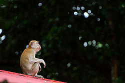 �������� �����, ������������� �����, ������ �������, Macaca fascicularis (��������)