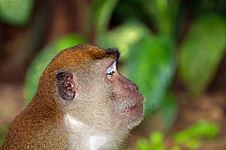 �������� �����, ������������� �����, ������ �������, Macaca fascicularis (��������)