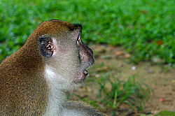 �������� �����, ������������� �����, ������ �������, Macaca fascicularis (��������)