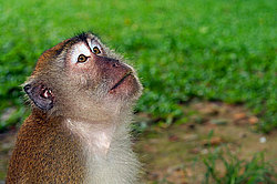 �������� �����, ������������� �����, ������ �������, Macaca fascicularis (��������)