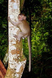 �������� �����, ������������� �����, ������ �������, Macaca fascicularis (��������)