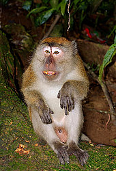 �������� �����, ������������� �����, ������ �������, Macaca fascicularis (��������)