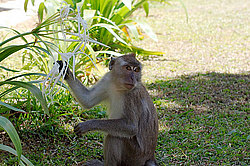 �������� �����, ������������� �����, ������ �������, Macaca fascicularis (��������)