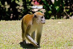 �������� �����, ������������� �����, ������ �������, Macaca fascicularis (��������)