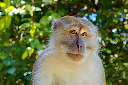 �������� �����, ������������� �����, ������ �������, Macaca fascicularis (��������)