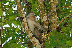 �������� �����, ������������� �����, ������ �������, Macaca fascicularis (��������)