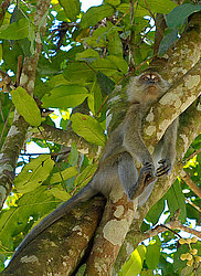 �������� �����, ������������� �����, ������ �������, Macaca fascicularis (��������)