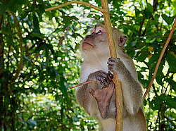 �������� �����, ������������� �����, ������ �������, Macaca fascicularis (��������)