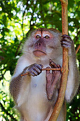 �������� �����, ������������� �����, ������ �������, Macaca fascicularis (��������)