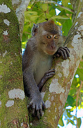 �������� �����, ������������� �����, ������ �������, Macaca fascicularis (��������)