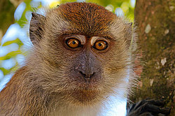 �������� �����, ������������� �����, ������ �������, Macaca fascicularis (��������)