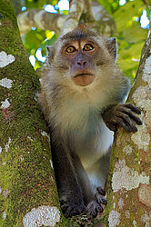 �������� �����, ������������� �����, ������ �������, Macaca fascicularis (��������)