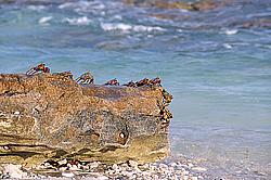 ���� - Brachyura (����������� �������)