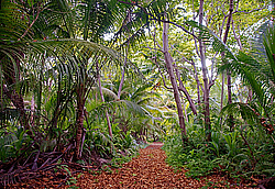 ����������� �������, ������ �����