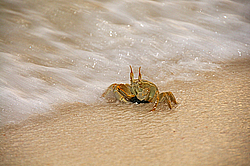 ���� - Brachyura (����������� �������)