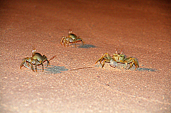 ���� - Brachyura (����������� �������)