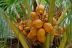 ����������� �������, ������ �����