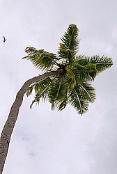 ����������� �������, ������ �����