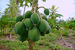 ����������� �������, ������ �����