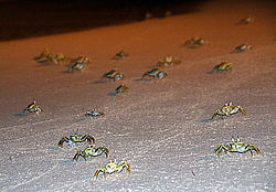 ���� - Brachyura (����������� �������)