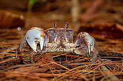 ���� - Brachyura (����������� �������)