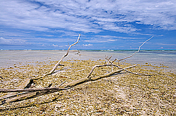 ����������� �������, ������ �����