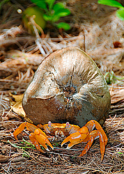 ���� - Brachyura (����������� �������)