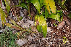 ����������� �������, ������ �����