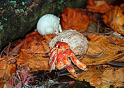 ���� - Brachyura (����������� �������)