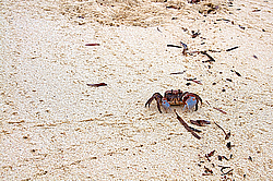 ���� - Brachyura (����������� �������)